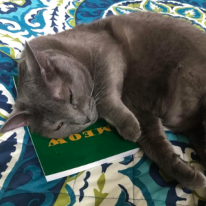 Meow Book