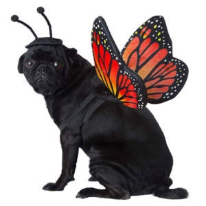 monarch butterfly dog costume