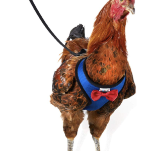 Cock Harness