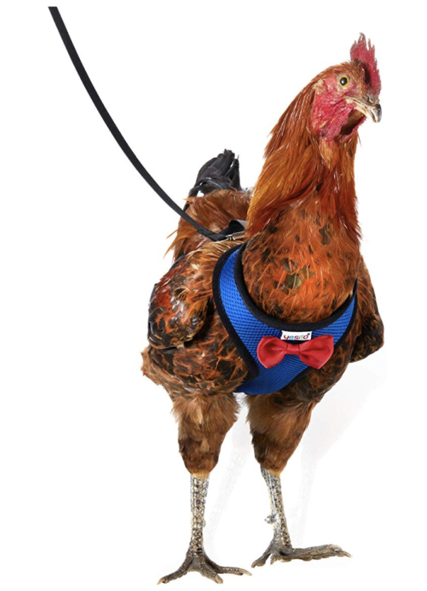 Cock Harness