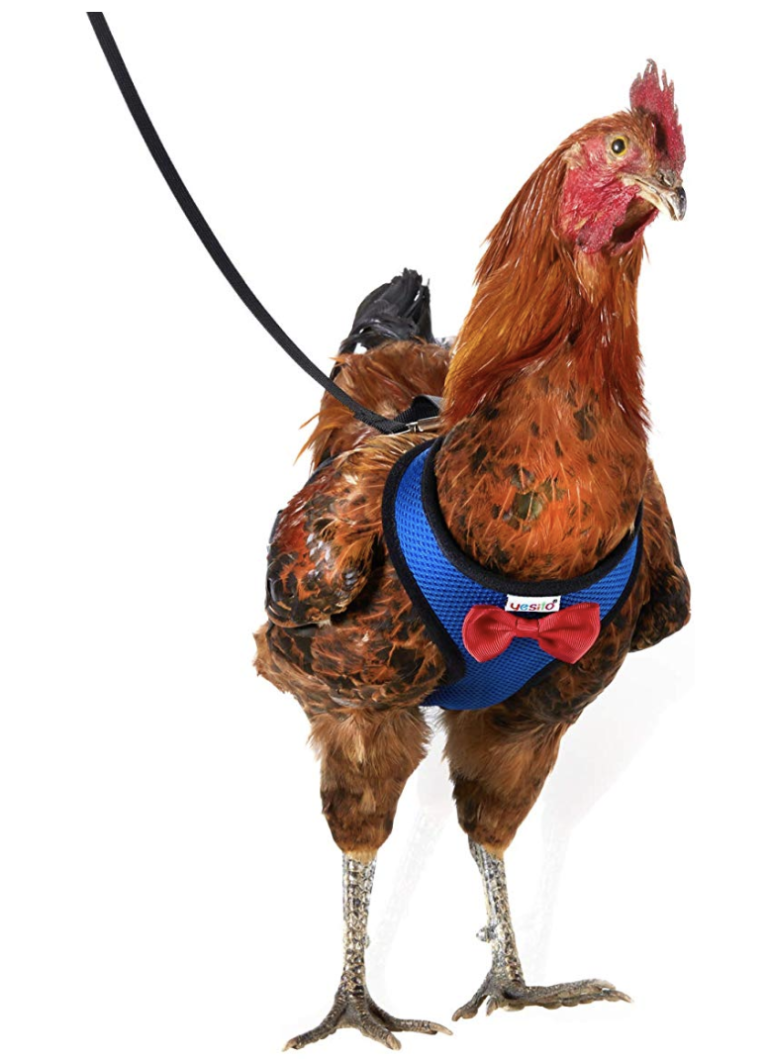 Chicken Harness Suitable for Chicken, Duck or Goose Useless Things