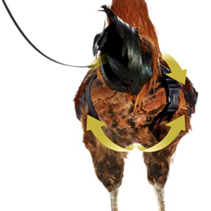 Cock Harness