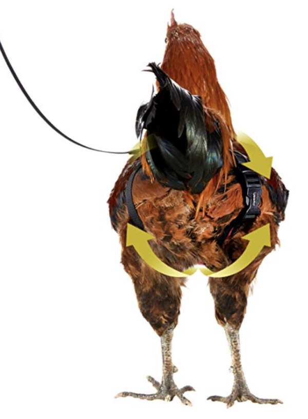 Cock Harness