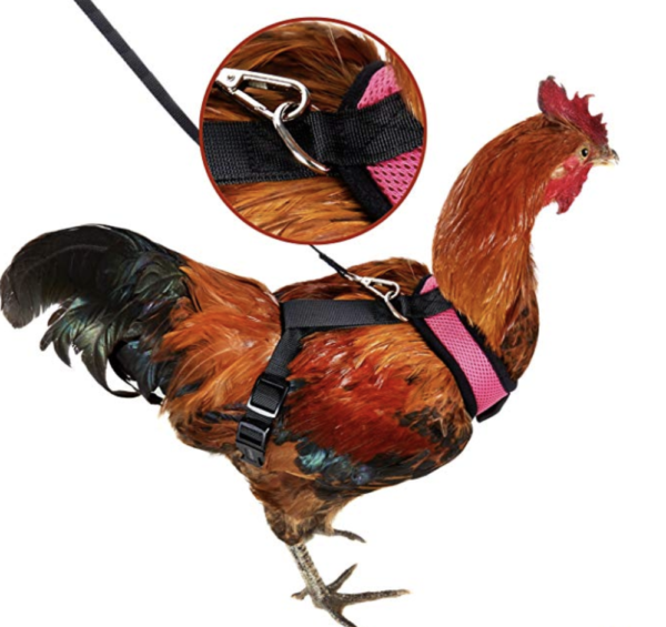 Cock Harness