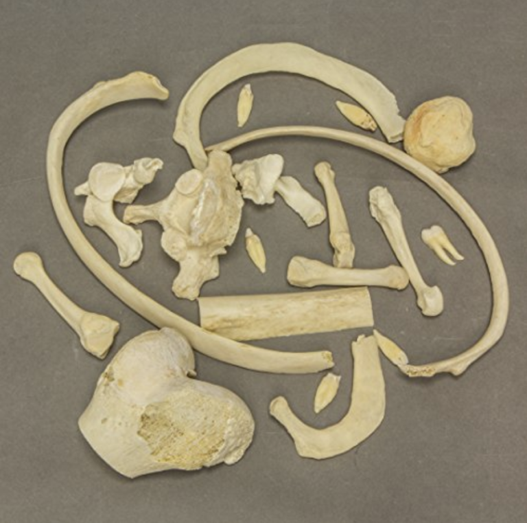 Real Human Bones for Sale - Useless Things to Buy!
